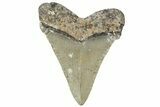 Juvenile Megalodon Tooth - North Carolina #308593-1